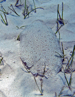 Flounder right-hand speckled moses - Pardachirus marmoratus - Smith262.9