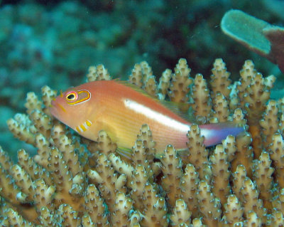 Hawkfish ring-eye - Paracirrhites arcatus K138 - photo Calvin Botes