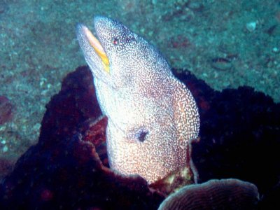 Moray yellow-mouthed - Gymnothorax nudivomer K25 photo Hennie