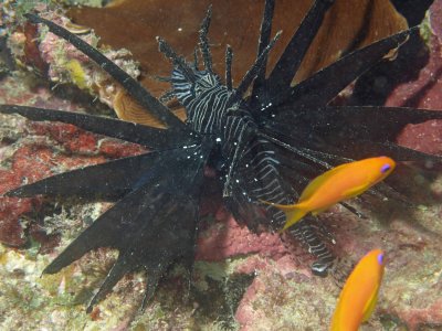 Lionfish common black