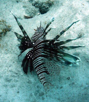 Lionfish common fin missing stunted frilly horn