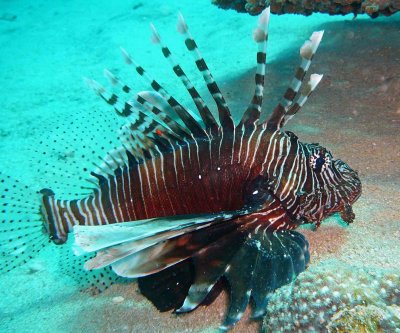 Lionfish common no horns at all