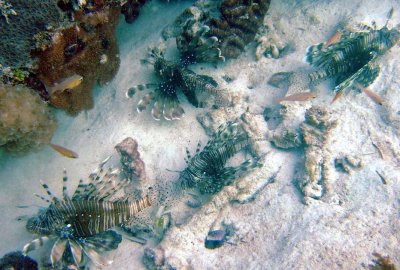 Lionfish common old age home