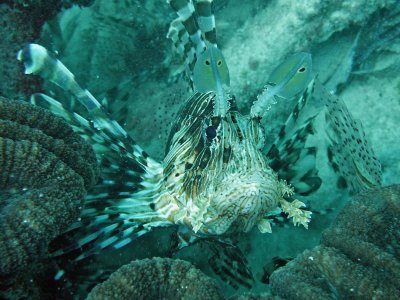 Lionfish common paddle horn