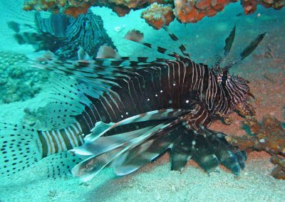 Lionfish common with feather horn