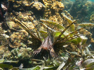 Lionfish common with frilly horn