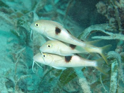 Goatfish round-spot - Parupeneus plerostigma K116 Smith196.9