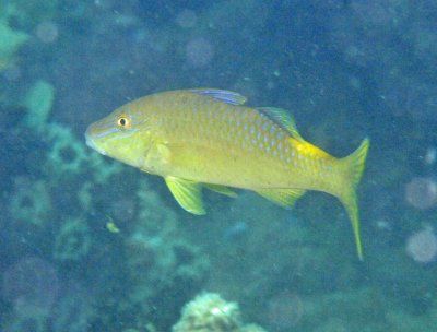Goatfish yellow-saddle Parupeneus cyclostomus Smith196.6 K115 blue form
