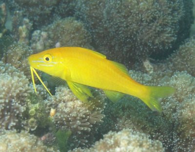 Goatfish yellow-saddle yellow K115