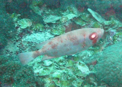 Bigeye blotched - Heteropriacanthus cruentatus K80