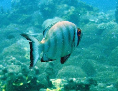 Bigeye crescent-tail - Priacanthus hamrur K79