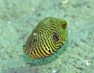 Puffer star juvenile - Arothron stellatus K247 Smith268.8