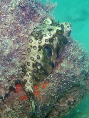 Puffer star sub-adult - Arothron stellatus K247 Smith268.8