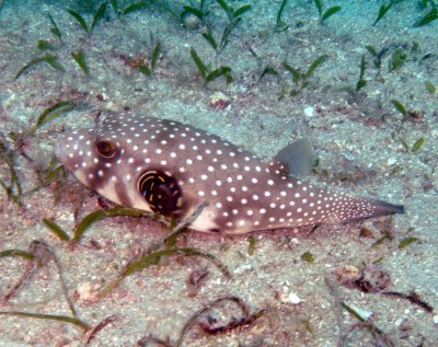 Puffer white-spot - Arothron hispidus Smith268.8 but see K247 colouring