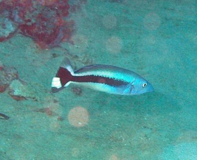 Tilefish blue blanquillo - Malacanthus latovittatus K89
