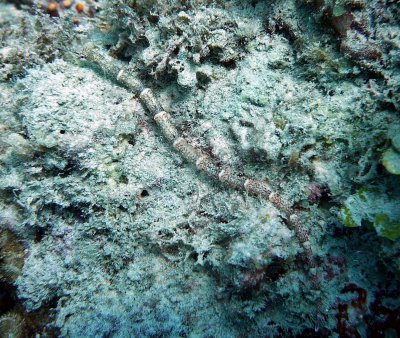 Pipefish headspots small unknown variety
