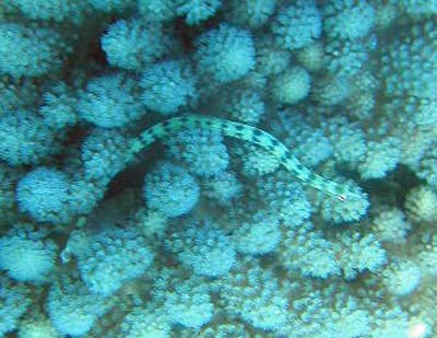 Pipefish reef-top - Corythoichtus haematopterus K51