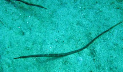 Pipefish stick - Trachyrhamphus bicoarctatus K52