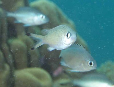Chromis brown - Chromis lepidolepis K144 Smith219.15