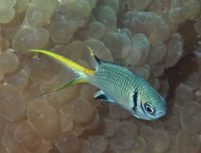 Chromis double-bar juvenile - Chromis opercularis K144