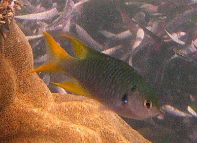 Damsel yellow-fin - Neopomacentrus azysron Fishwise