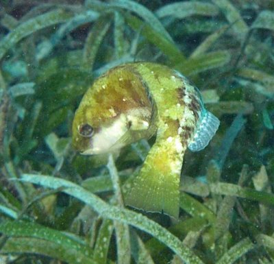 Parrot spinytooth male 250mm - Calotomus spinidens K187