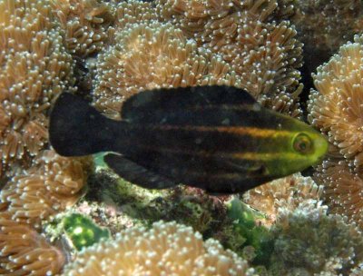 Parrot sheephead juvenile