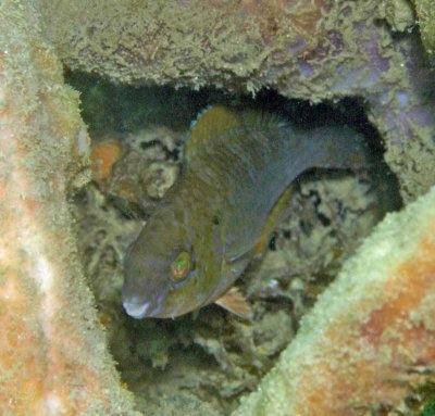 Parrot sheephead semi-adult