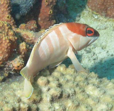 Grouper blacktip - Epenephelus fasciatus K72