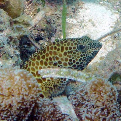 Grouper honeycomb - Epinephelus merra K69