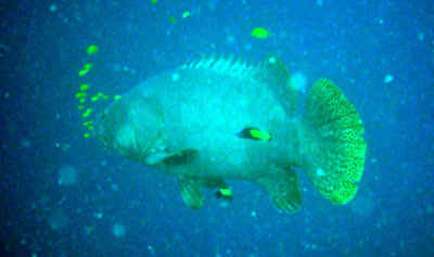 Groupers