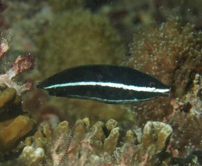 Wrasse tube-mouth juvenile - Labrichthys unilineatus K168