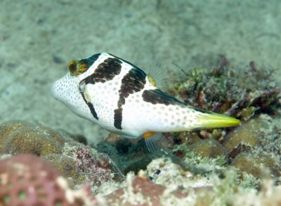 Filefish & tobies