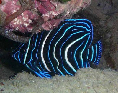 Angel Koran Pomacanthus semicirculatus juvenile D136 Nautilus