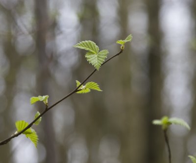 New Leaves at Bewl Water