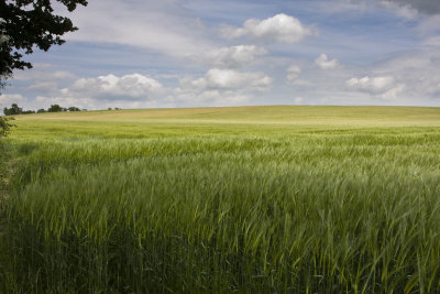 Green Field