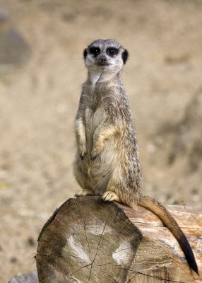 Compare the Meerkats at Wingham Wildlife Park