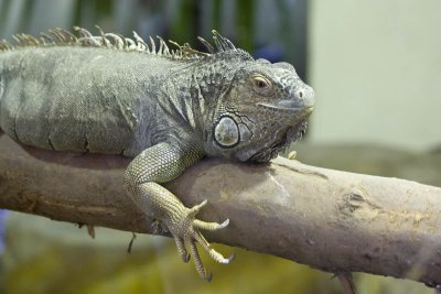 Lizard at Wingham Wildlife Park