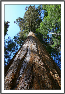 Big Tree In Sequoia National Park