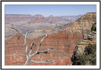 Tree at Grand Canyon