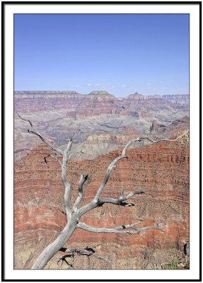 Tree at Grand Canyon 2