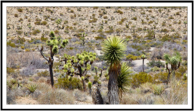 In Joshua tree