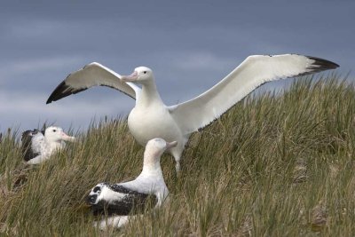 Wandering Albatross displaying, Bay of Isles, South Georgia