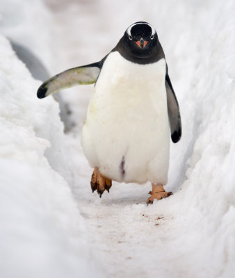 Gentoo Penguin, off to work. Cuverville Island, Antarctic Peninsula