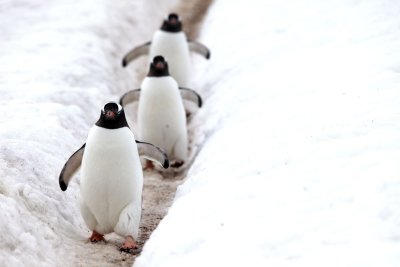 Gentoo Penguins, clocking in. Port Lockroy, Antarctic Peninsula