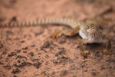 Arches - Lizard1