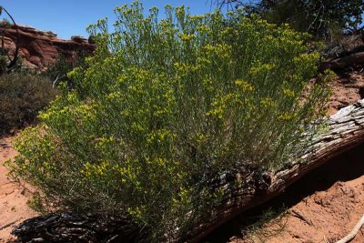 Arches - Desert Bush