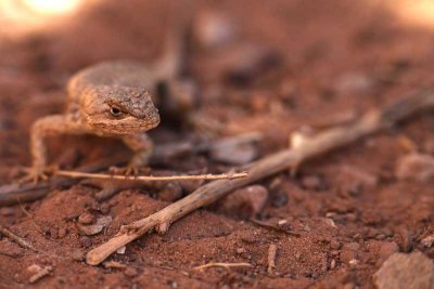 Arches - Lizard2