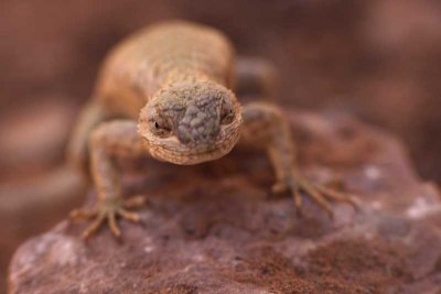 Arches - Lizard3
