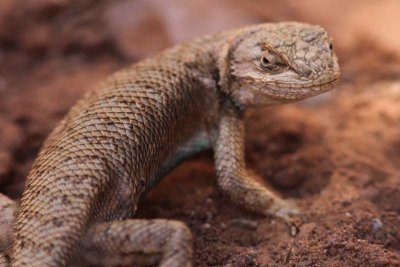 Arches - Lizard4